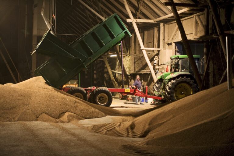 Spannmålshögar i förgrunden och en traktor som tippar spannmål från flakväxlare. En man står och betraktar arbetet.