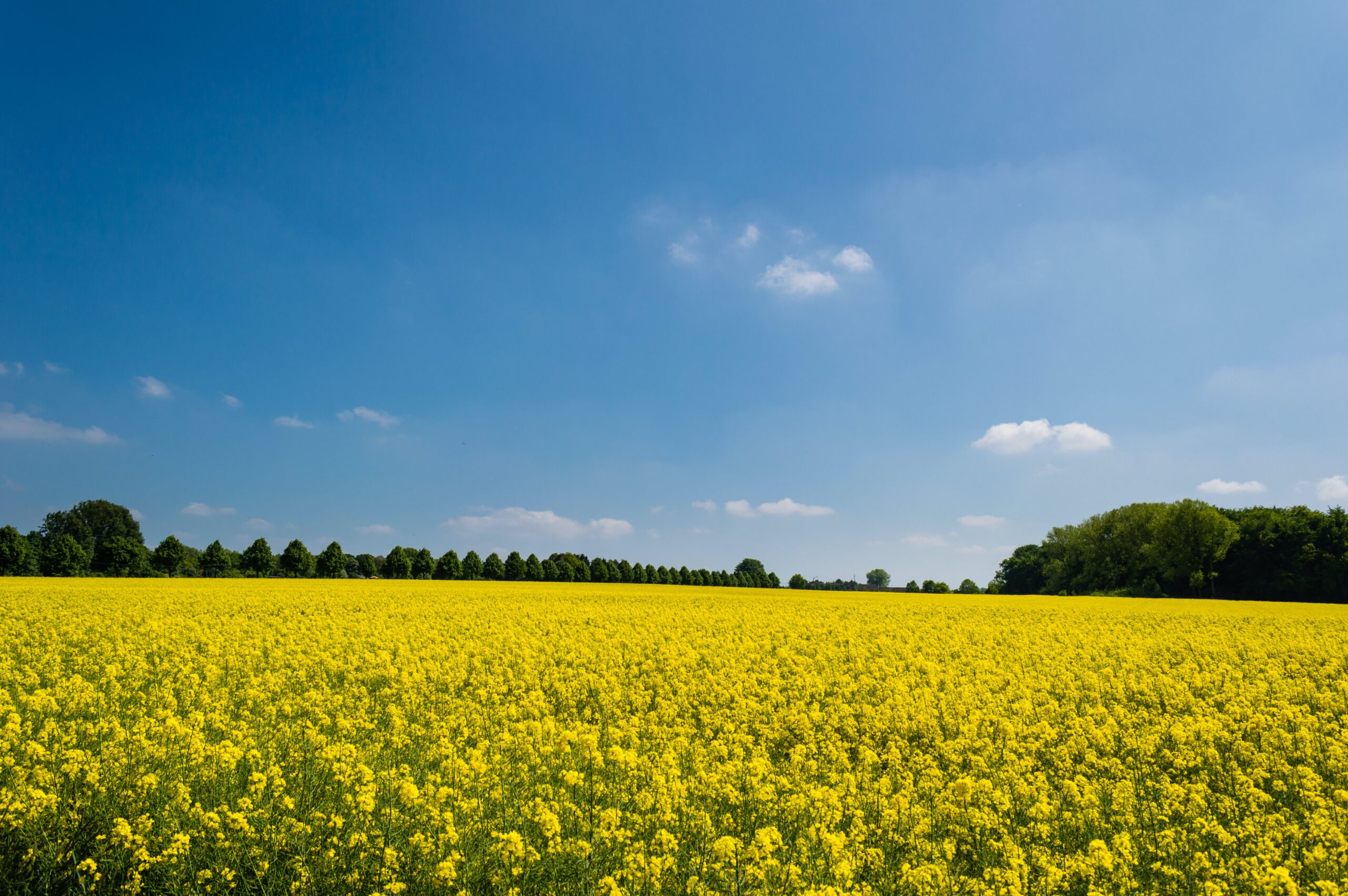 Blommande rapsfält och trädalle i bakgrunden. Blå himmel.